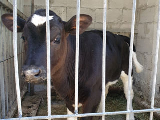 Vând vițică de 2 luni foto 3