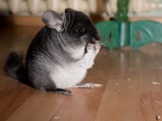 Chinchilla animal de companie foto 1