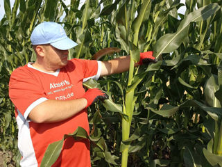 Seminte Hibrizi de Porumb" Golden West Seed Grecia" foto 5