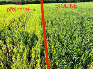Ingrasaminte Foliare de la Producator foto 1