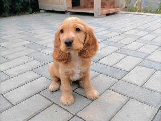 Vând Cocker Spaniel Vaccinat