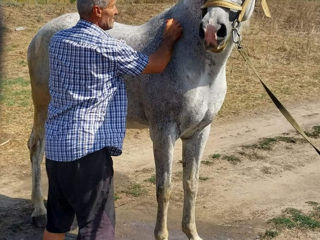 Se vinde iapă 6 ani foto 1