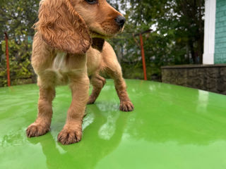 Cocker spaniel foto 3