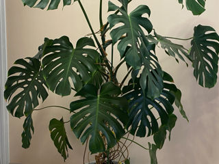 Monstera / Monstera