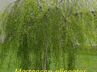 Plante decorative vesnic verzi si frunza cazatoare in com. Tohatin, mun. Chisinau foto 6