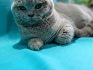 Кот лиловый вислоухий! Бельцы.  фото 1