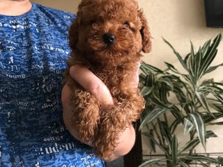 Toy pudel (toy poodle) foto 2