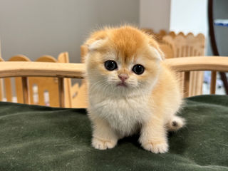 Золотая шиншилла foto 3
