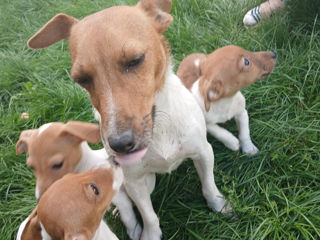 Jack Russell Terrier foto 4