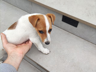 Jack Russel Terrier urgent!