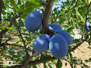 complex agroindustrial foto 10