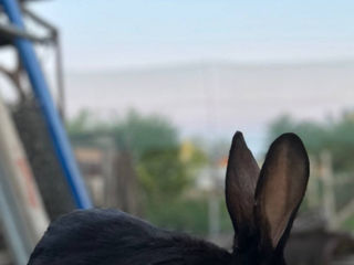 Кролики foto 3