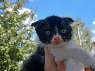 Urgent scottish fold de rasă pură își caută stăpân foto 6