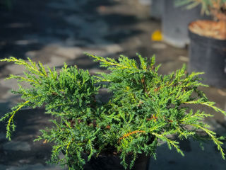 Ienuperi târâtori (juniperus horizontalis) foto 4