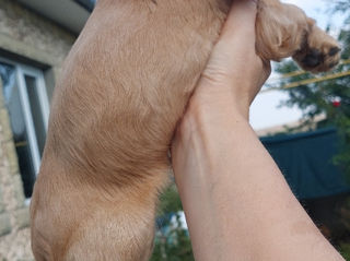 Cocker spaniel foto 4