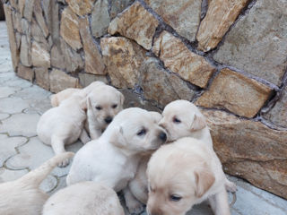 Vindem cățeluși Labrador! foto 3