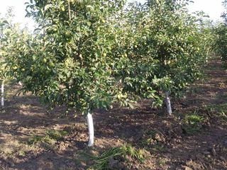 Livadă de mere (7.2 ha) foto 2