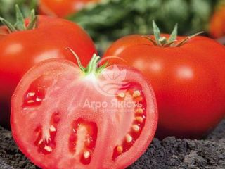 Seminte de tomate KAMI F1. pentru cîmp  deschis -  Livram in toata Moldova / consultatii agronomice foto 6