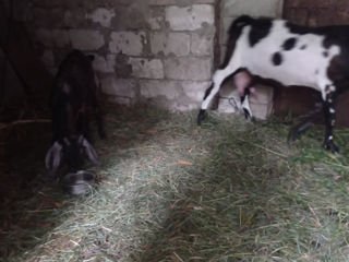 Se vinde edita și tapusor de la capră anglo-nubiana cu o genetica foarte buna sunați