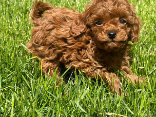 Toy poodle (той пудель) foto 2