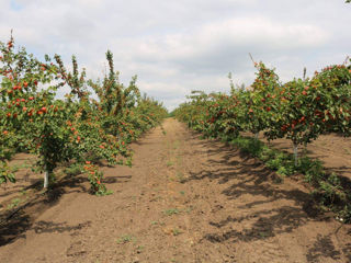 Pomi fructiferi !Cais ( abricos ) , păr ( prăsad ) , nectarine , prun ( perj ) ... foto 4