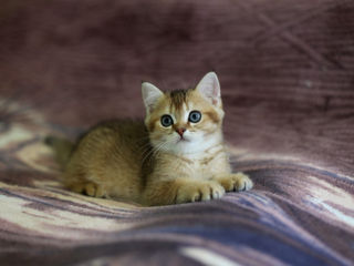 British Shorthair. Golden shaded cat. foto 7