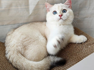 British shorthair, baiet foto 2