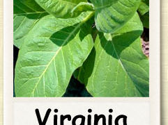 Vind seminte de tutun семена табака foto 7