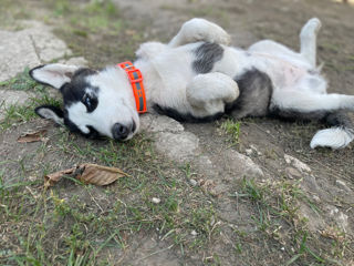 Husky Siberian