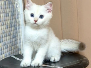 British shorthair golden shaded point (дорого)