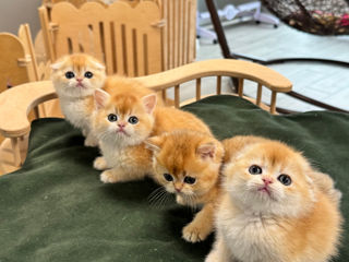 Золотая шиншилла foto 9