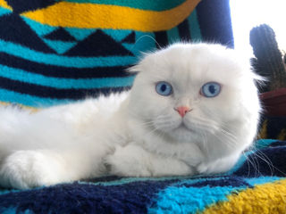 Împerechere cu motan de elită! Scottish fold white, W61. Blană lungă albă- mătăsoasă. Ochi albaștri. foto 4