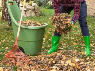 Defrisarea copacilor din gradina