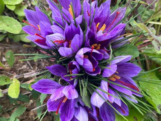 Cormi de șofran ( Crocus Sativus) foto 3