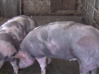 porci de vinzare crescuti in conditii de casa