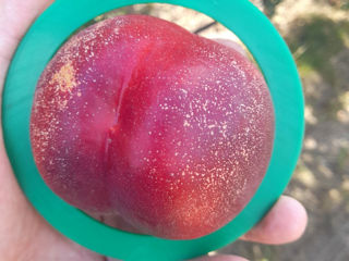 Pomi fructiferi Zaim foto 15