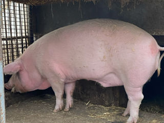 Vind porc urgent