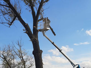 Tăierea copacilor! Toata Moldova foto 6