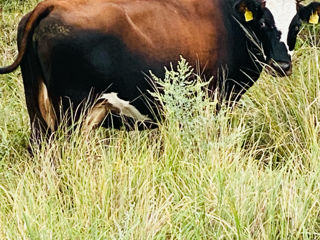 Vindem vaca bună de lapte