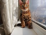 Леопардовые котята. Шикарные Бенгалы.  Bengal. foto 8