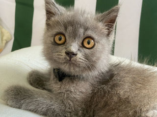 3 pisici de rasă: British shorthair