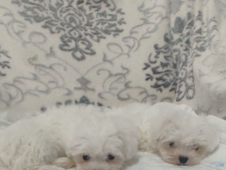 Щенки мальтийской болонки (bichon maltese) foto 3