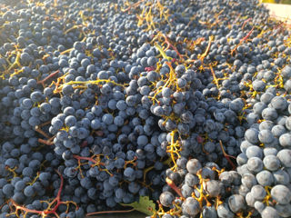 Vindem vin din strug Aligote, Pinot blanc  roada anului 2023, vin roșu proaspăt Cabernet roadă 2023