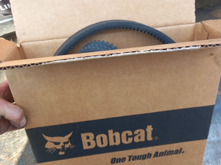 Curea bobcat