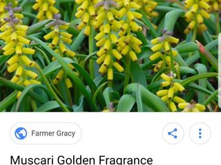 zambile, crocus, lalele, narcis, iris, branduse, fritillaria, muscari foto 9