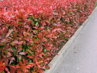 Photinia Фотиния foto 3