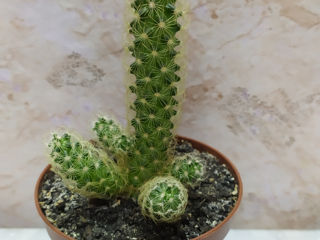 Cactus.Livrare. / Кактус. Доставка. foto 8