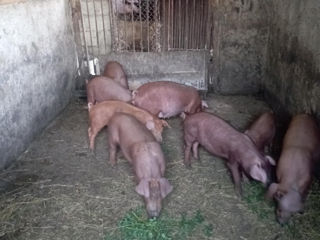 Vînd purcei rasă duroc  foto 1