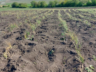 Afacere activă- Cultivarea celui mai scump Condiment- Şofran foto 5