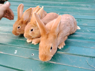 Кролики foto 9